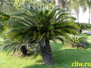 Цикас отвернутый (cycas revoluta) саговниковые (cycadaceae)