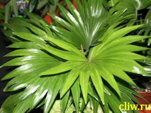 Ливистона круглолистная (livistona rotundifolia) пальмовые (arecaceae)
