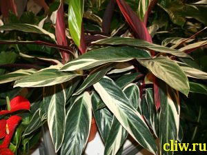 Строманта кроваво-красная (stromanthe sanguinea) марантовые (marantaceae)