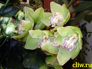 Цимбидиум  (cymbidium ) орхидные (orchidaceae)