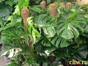 Монстера большая (monstera deliciosa) ароидные (araceae) variegata