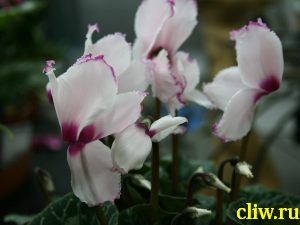 Цикламен персидский (cyclamen persicum ) первоцветные (primulaceae)