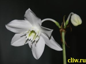 Эухарис крупноцветковый (eucharis ) амариллисовые (amaryllidaceae)