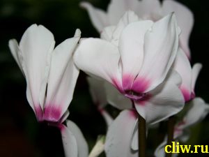 Цикламен персидский (cyclamen persicum ) первоцветные (primulaceae)