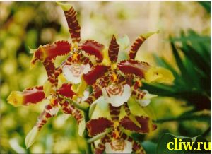 Одонтоглоссум большой (odontoglossum grande) орхидные (orchidaceae)