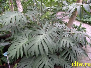Филодендрон селло (philodendron selloum) ароидные (araceae)