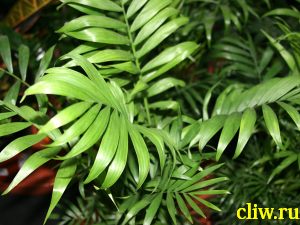 Хамедорея изящная (chamaedorea elegans) пальмовые (arecaceae)
