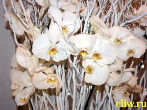 Фаленопсис гибридный (phalaenopsis  hybridum) орхидные (orchidaceae)