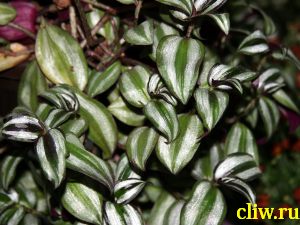 Зебрина висячая (zebrina  pendula) коммелиновые (commelinaceae)