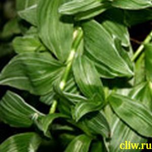 Традесканция приречная (tradescantia fluminensis) коммелиновые (commelinaceae) quicksilver
