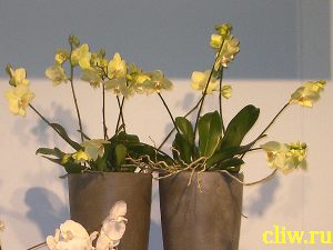 Фаленопсис гибридный (phalaenopsis  hybridum) орхидные (orchidaceae)