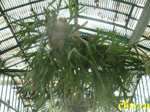 Платицериум двувильчатый (platycerium bifurcatum var. bifurcatum) полиподиевые (polypodiaceae)