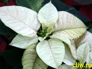 Молочай прекраснейший (euphorbia pulcherrima) молочайные (euphorbiaceae)