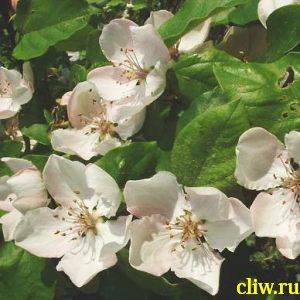 Айва обыкновенная (cydonia oblonga) розоцветные (rosaceae) краснодарская крупноплодная