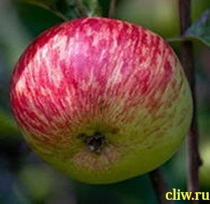 Яблоня домашняя (malus domestica) розоцветные (rosaceae) коричное полосатое