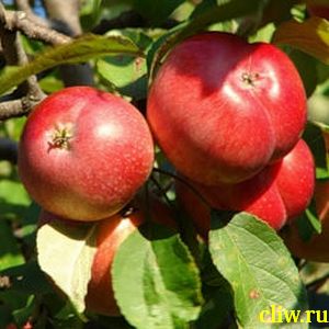 Яблоня домашняя (malus domestica) розоцветные (rosaceae) пепин шафранный