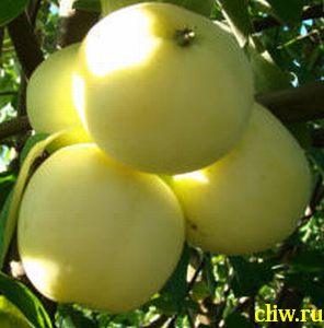 Яблоня домашняя (malus domestica) розоцветные (rosaceae) папировка (белый налив)