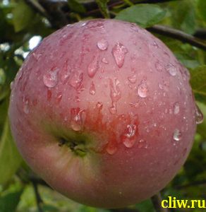 Яблоня домашняя (malus domestica) розоцветные (rosaceae) орлик