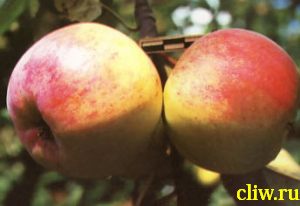 Яблоня домашняя (malus domestica) розоцветные (rosaceae) болотовское