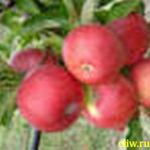 Яблоня домашняя (malus domestica) розоцветные (rosaceae) волжская красавица