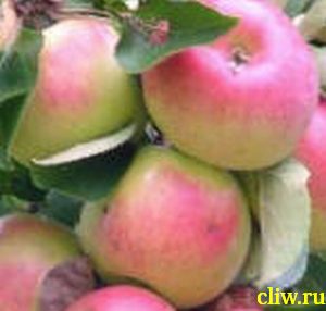 Яблоня домашняя (malus domestica) розоцветные (rosaceae) жигулевское