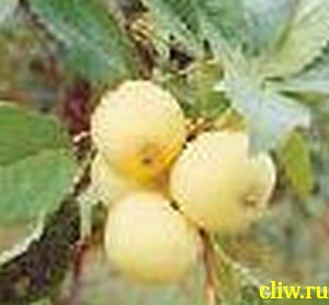 Яблоня домашняя (malus domestica) розоцветные (rosaceae) китайка золотая