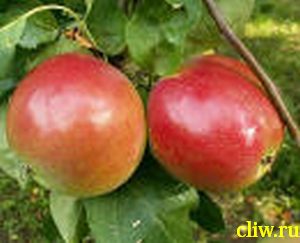 Яблоня домашняя (malus domestica) розоцветные (rosaceae) квинти