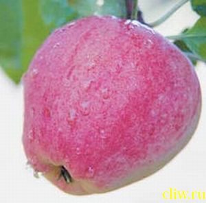 Яблоня домашняя (malus domestica) розоцветные (rosaceae) кандиль орловский