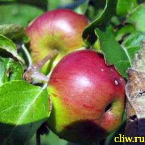 Яблоня домашняя (malus domestica) розоцветные (rosaceae) лобо